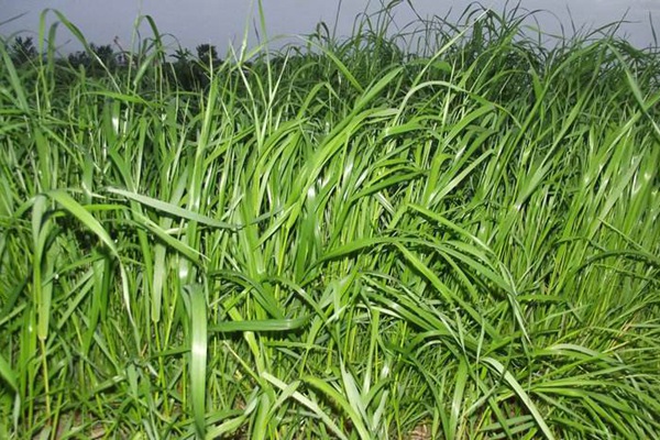 牧草黑麥草一畝地用多少種子？如何把握用量呢