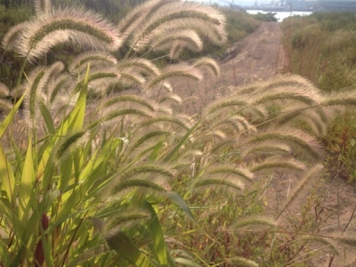 [雜交狼尾草]雜交狼尾草種子價格_多少錢一畝