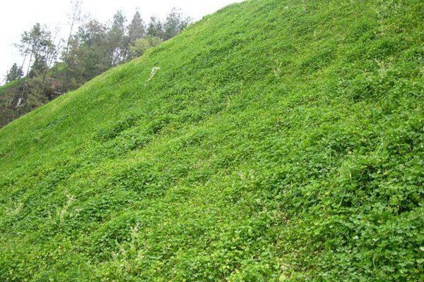 串葉松香草種子價(jià)格，多少錢一斤
