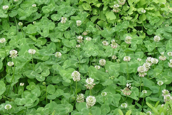 串葉松香草種子價(jià)格，多少錢一斤
