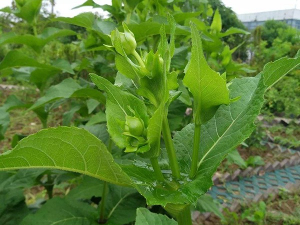 串葉松香草種子價格，多少錢一斤