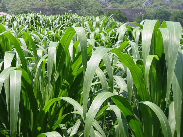 高丹草種子什么時(shí)候種，種植有什么技巧