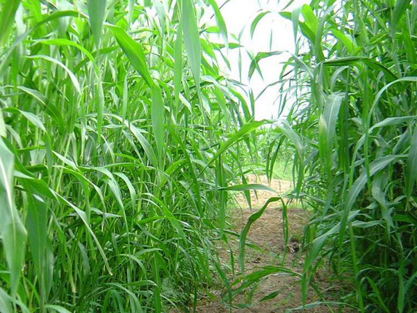 大力士甜高粱種子的種植方法