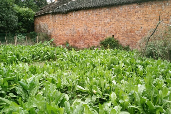 將軍菊苣的畝產(chǎn)量是多少