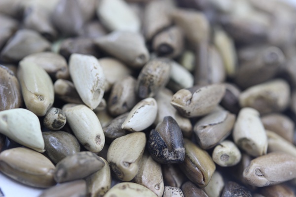 墨西哥玉米草畝播種量多少？如何播種