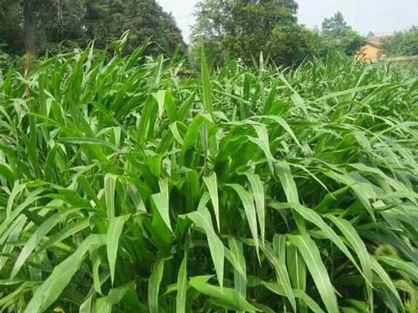 墨西哥玉米草畝播種量多少？如何播種