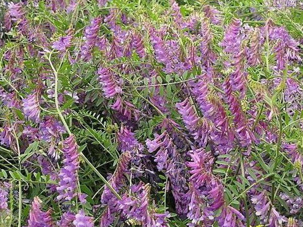 光葉紫花苕怎么播種，播種后多久發(fā)芽