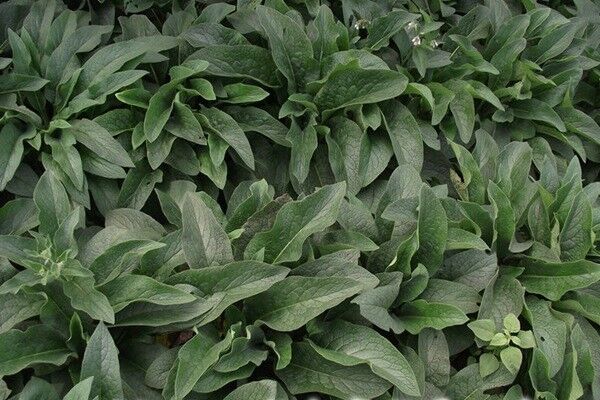 畝產(chǎn)量最高的飼草是哪種，如何種植這些高產(chǎn)飼草