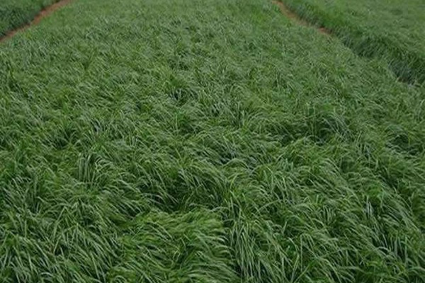 冬牧70黑麥草什么時間播種？播種方法有何技巧