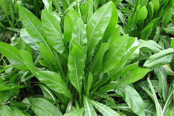 菊苣可以做飼草嗎？喂養(yǎng)方式是什么