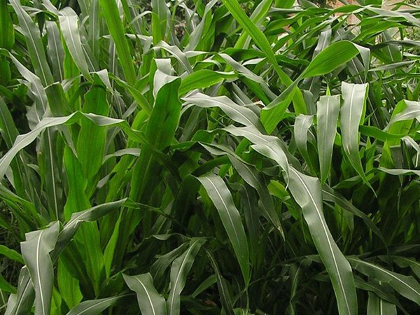 種植墨西哥玉米草的經(jīng)濟效益如何？如何提高效益