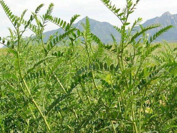 沙打旺種子價(jià)格，一畝地種多少
