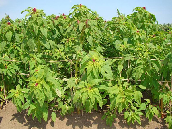 種植籽粒莧的經濟效益如何，怎樣提高效益