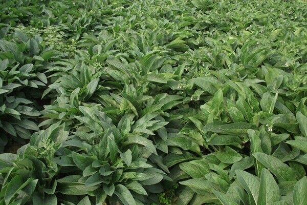 俄羅斯飼料菜的畝產(chǎn)量多少，如何高產(chǎn)