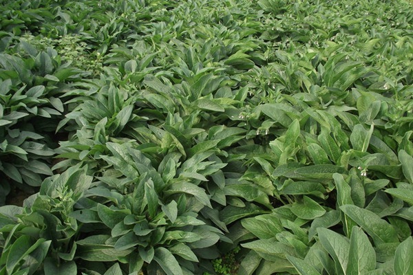 俄羅斯飼料菜種子怎么種？