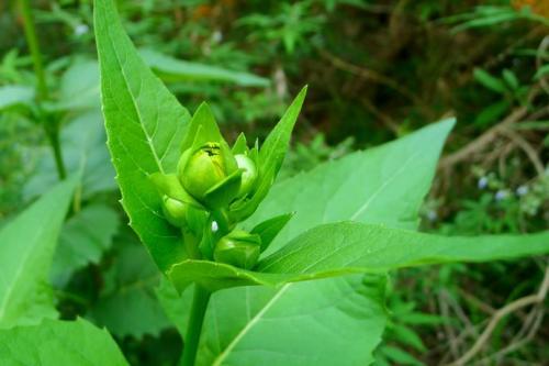 優(yōu)質(zhì)的牧草---串葉松香草，基本詳情介紹