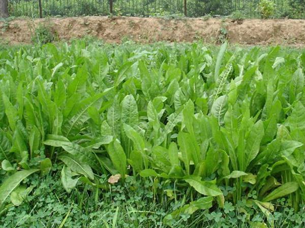 雜交育成的牧草種子，魯梅克斯種子的播種技術(shù)與方法
