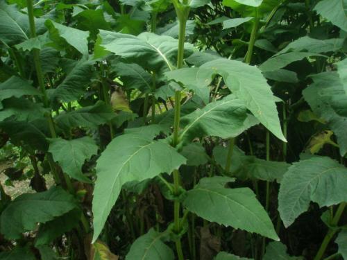 優(yōu)質(zhì)的牧草---串葉松香草，基本詳情介紹
