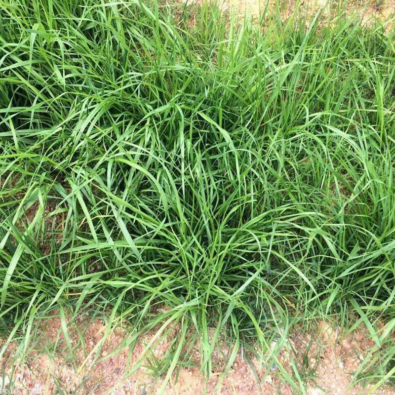 狗牙根和細葉結縷草兩者有什么區(qū)別