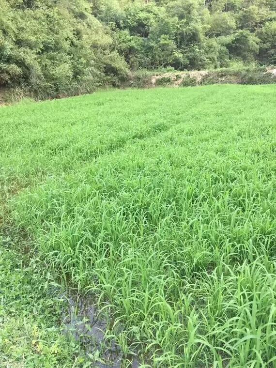 種植小米草的優(yōu)勢(shì)在哪里？養(yǎng)殖小龍蝦怎么樣？