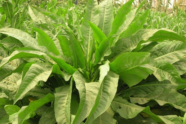 農(nóng)戶養(yǎng)鴨菊苣種子價(jià)格多少錢(qián)一斤，菊苣草播種時(shí)間
