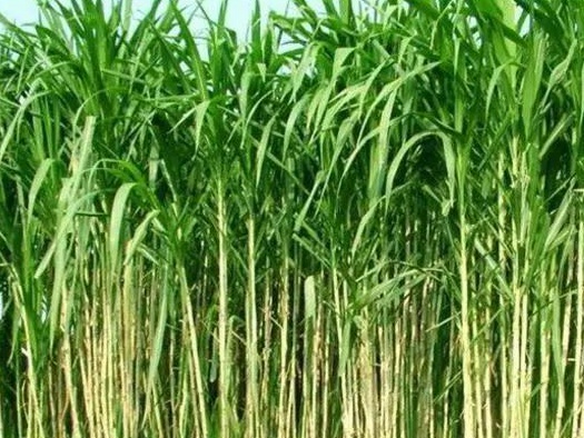 皇竹草養(yǎng)豬、喂雞可降低成本增加收入，栽培方法！