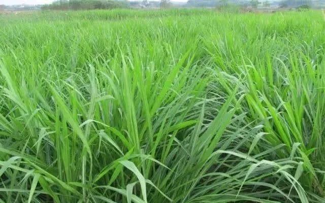 種植皇竹草養(yǎng)牛，需要了解一些什么