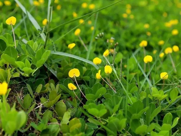 如何草坪除草，一定要用“草坪專用除草劑”？