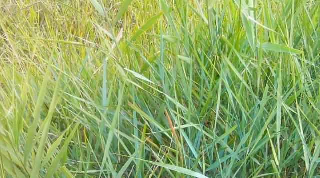 綠化草坪堿茅草的種植方法以及經(jīng)濟(jì)價值