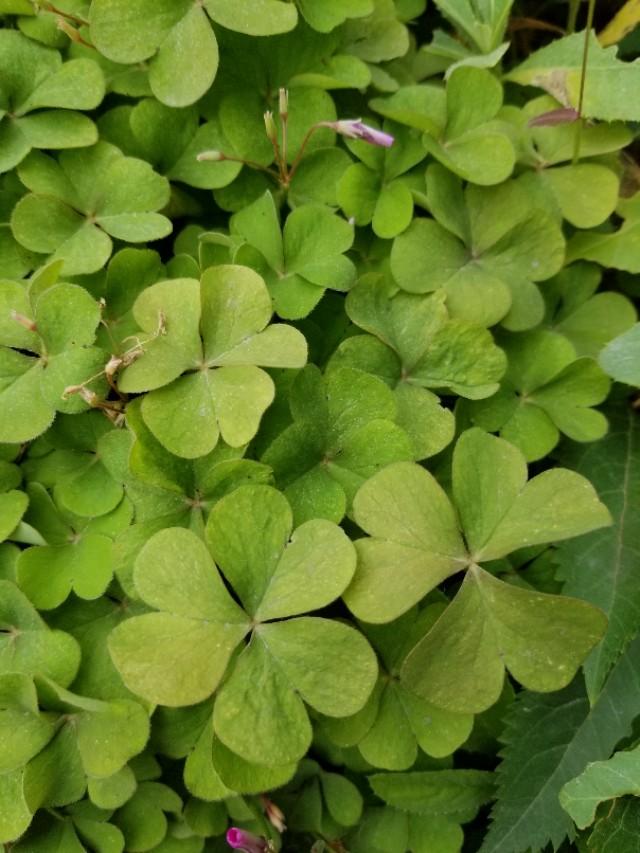 白三葉和紅花酢漿草識別技術(shù)要點有哪些