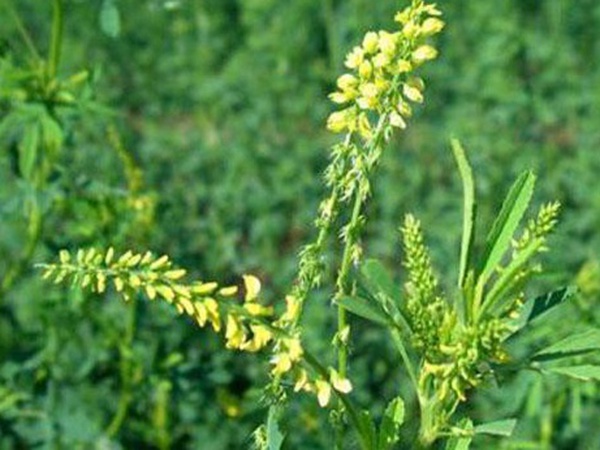 草木樨種子去哪里買(mǎi)比較好？育苗方法有哪些？