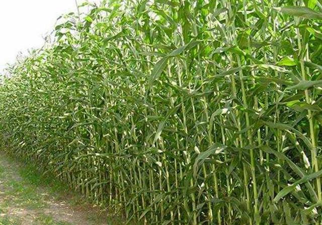 甜高粱播種對生長環(huán)境有什么要求，種植應(yīng)該注意什么