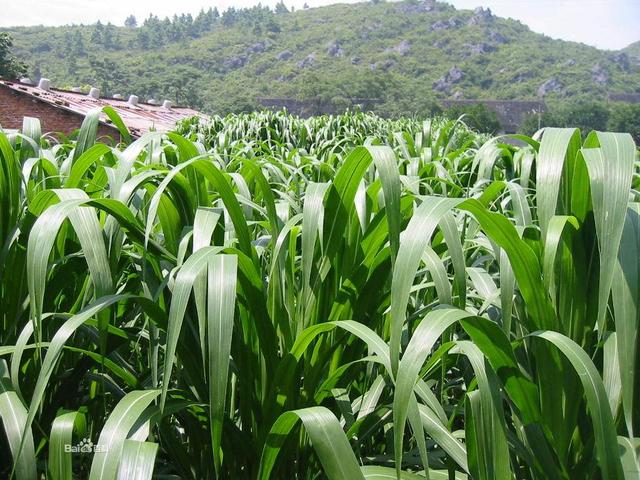 這么優(yōu)質(zhì)的高丹草牧草，怎么種植比較好？