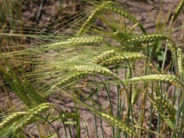 燕麥種植的生長環(huán)境是怎樣的？有什么需要注意的？