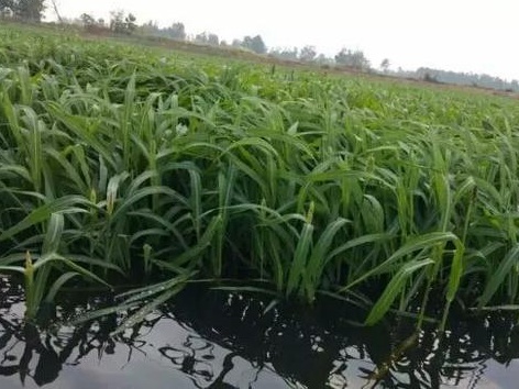 種植小米草的優(yōu)勢(shì)在哪里？養(yǎng)殖小龍蝦怎么樣？