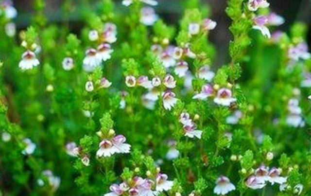 要想小米草種的好，要學(xué)會種植的技巧與方法