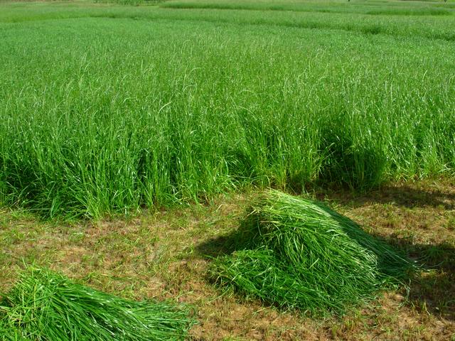 養(yǎng)牛、羊種植什么牧草好？種植如何利用？