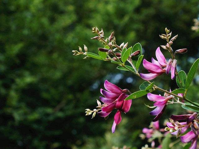 胡枝子的種植技術(shù)介紹，什么時候播種最佳？