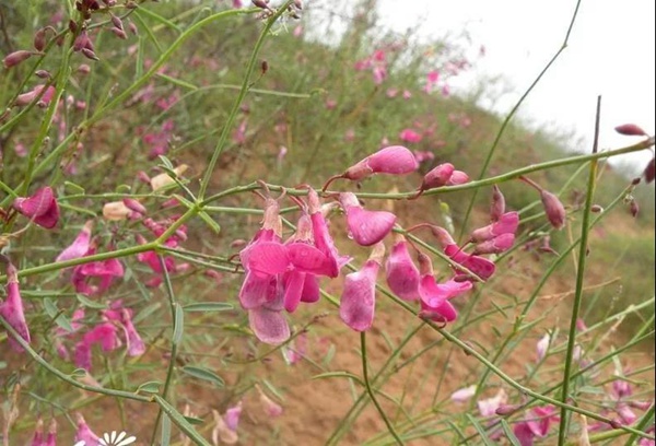 花棒主要價(jià)值，適合什么樣的環(huán)境下生長(zhǎng)