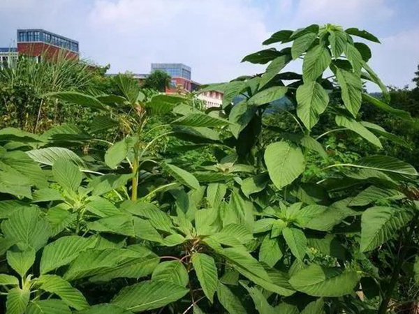 養(yǎng)豬用什么牧草種植比較好？
