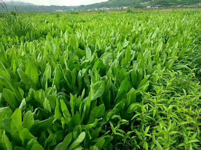 牧草菊苣是多年生嗎？種植方法是什么？