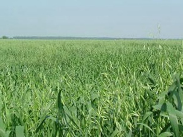 燕麥種植的生長環(huán)境是怎樣的？有什么需要注意的？