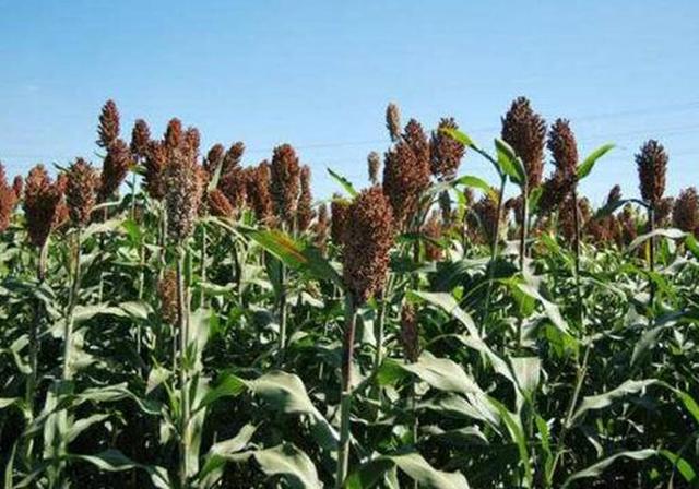 甜高粱播種對生長環(huán)境有什么要求，種植應(yīng)該注意什么