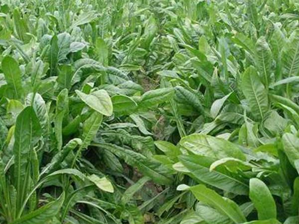 雜交育成的牧草種子，魯梅克斯種子的播種技術(shù)與方法