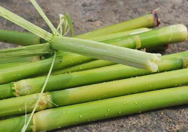 甜高粱播種對生長環(huán)境有什么要求，種植應(yīng)該注意什么