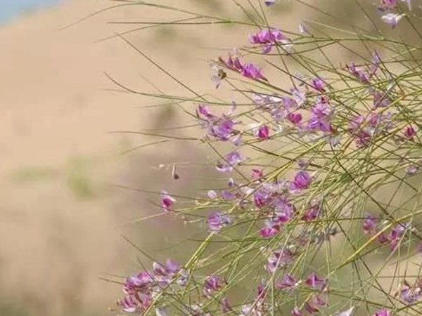 常見植物花棒——耐旱、喜光樹種