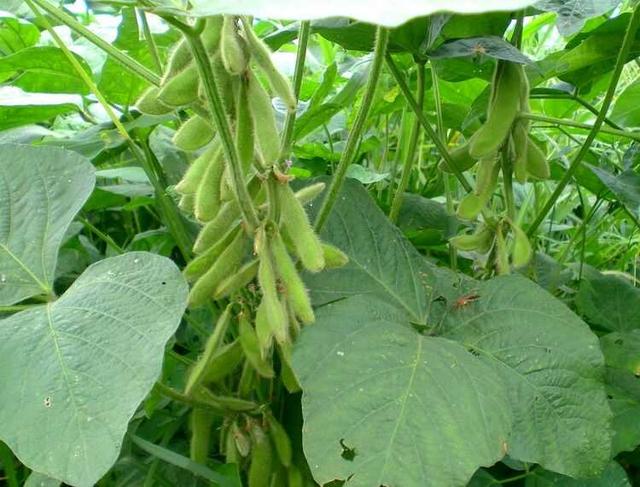 黑豆種植方法有哪些？什么時(shí)候播種比較合適？