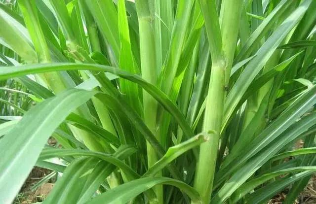 皇竹草養(yǎng)豬、喂雞可降低成本增加收入，栽培方法！