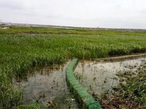 小米草優(yōu)勢——耐寒耐高溫，小米草最適宜的溫度