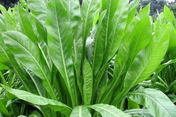 農(nóng)戶養(yǎng)鴨菊苣種子價(jià)格多少錢(qián)一斤，菊苣草播種時(shí)間